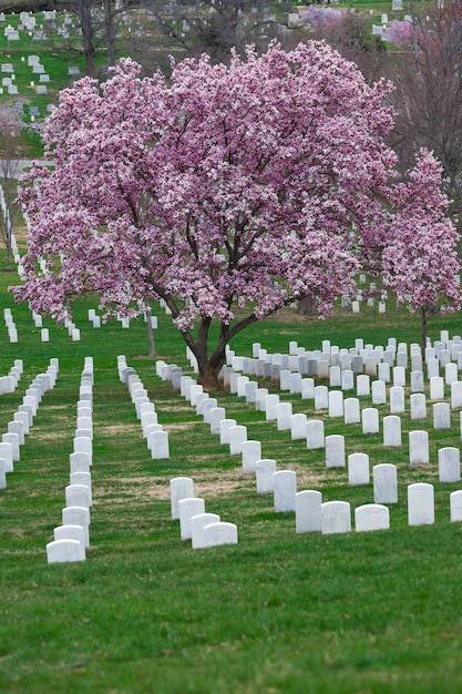 Narodowy Cmentarz w Arlington z pięknym Cherry Blossom i nagrobki, Washington DC, USA