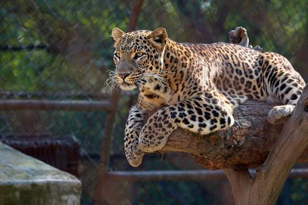 Narodowy Park Zoologiczny Nowe Delhi Indie