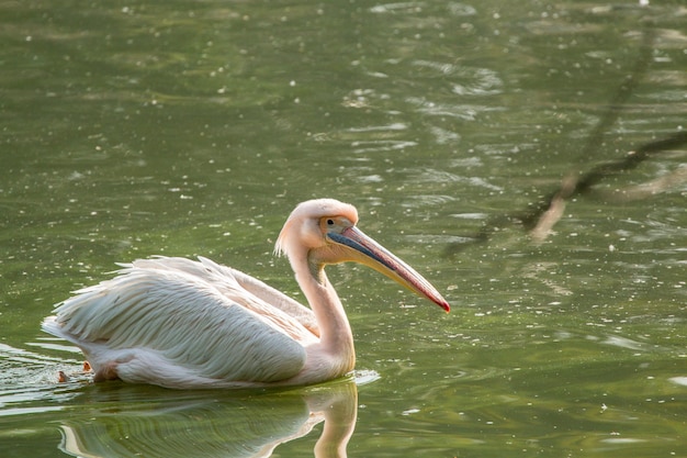 Narodowy Park Zoologiczny Nowe Delhi Indie