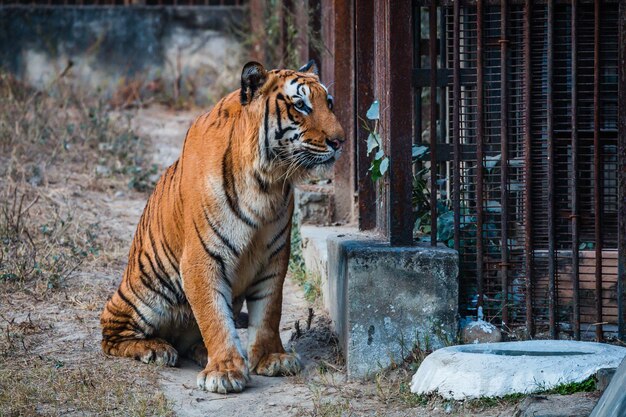 Narodowy Park Zoologiczny Nowe Delhi Indie