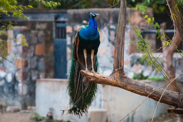 Narodowy Park Zoologiczny Nowe Delhi Indie