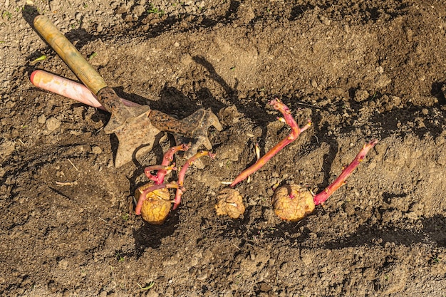 Narzędzia ogrodnicze świeże młode kiełki sadzonki Tło koncepcji ogrodnictwa Wiosna sezonowa