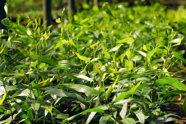 Nasiona akacji (Acacia mangium) są gotowe do sadzenia w lesie, wybrane focus