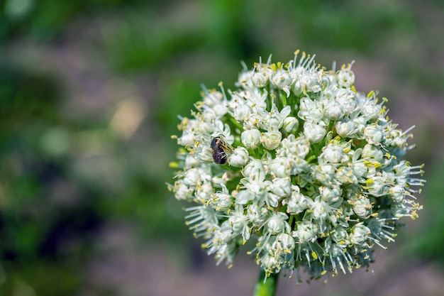 Nasiona Cebuli Z Bliska W środowisku Naturalnym