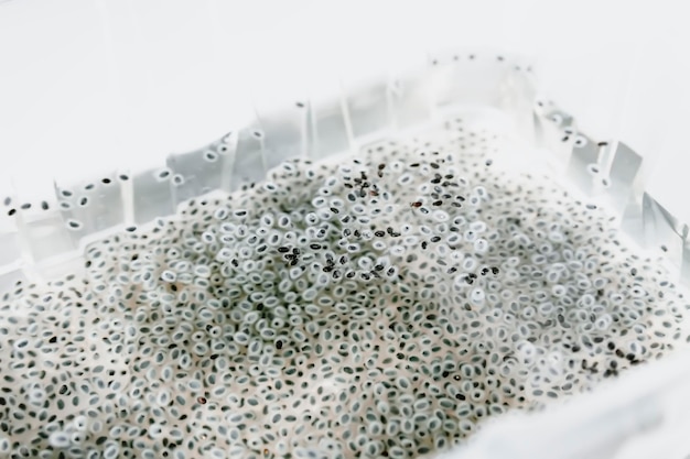 Zdjęcie nasiona kiełkowane w wilgotnej wodzie zdrowe składniki żywności