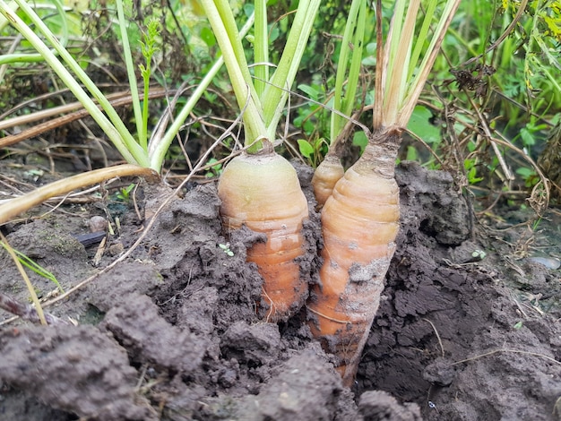 Nasiona marchwi Daucus carota subsp sativus plują na grządce na polu rolniczym