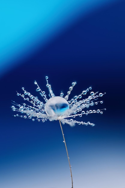 Nasiona mniszka lekarskiego kroplą wody rosy na niebieskim tle