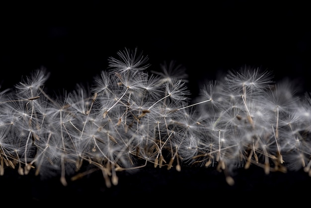 Nasiona mniszka lekarskiego. Wiele dandelion ziarna na czarnym tle.