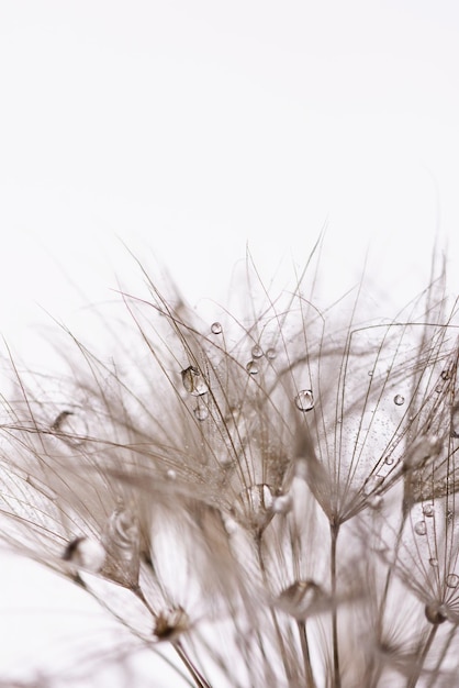 Nasiona mniszka lekarskiego z kroplami wody zbliżenie Zdjęcie makro puszystych nasion mniszka lekarskiego
