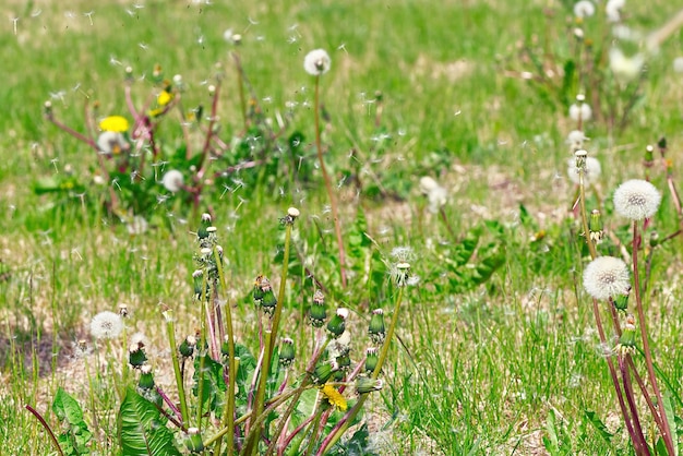 Nasiona mniszka rozrzucone po zielonym polu
