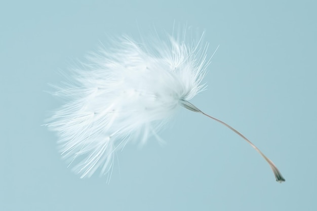 Nasiona pączka pływające na wietrze, obserwowane z bliska na jasnoniebieskim tle w stylu makrofotograficznym