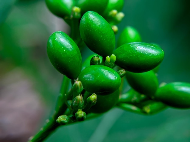 Nasiona rośliny Psychotria, która zwykle rośnie dziko w lesie