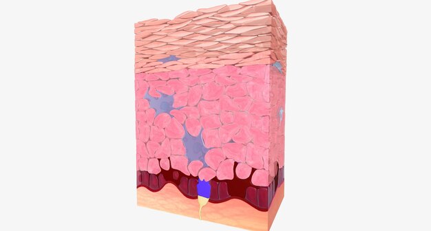 Naskórek jest najbardziej zewnętrzną warstwą skóry i składa się głównie z komórek keratynocytów, które wytwarzają białko keratynowe