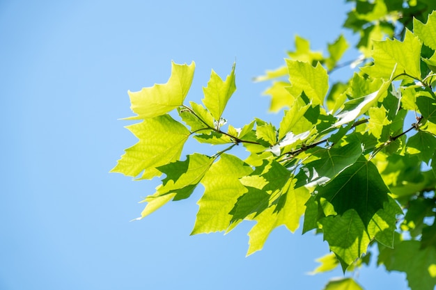 Nasłonecznione liście jaworu jako naturalne tło, natura