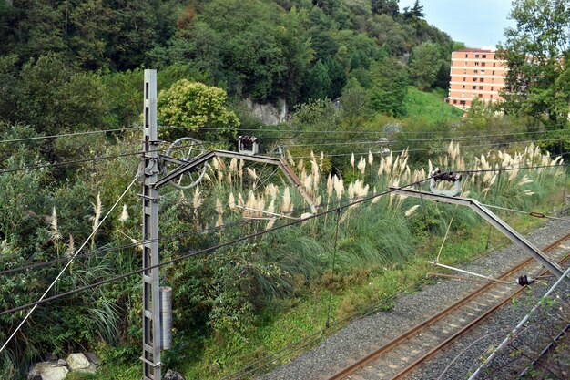 Zdjęcie następnie rośnie inwazyjna trawa pampa cortaderia selloana