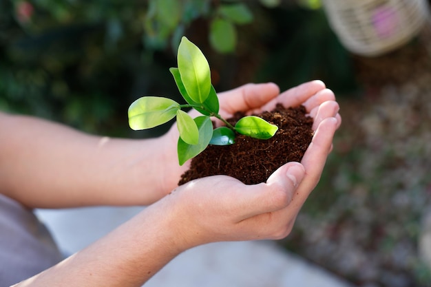 Nastolatki ręce sadzić sadzonki w glebie Wzrost młodych roślin nowego życia Ekologia Koncepcja Tu Bishvat BShevat