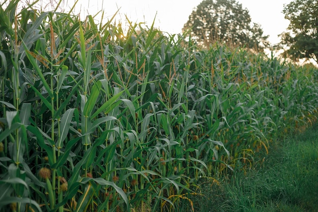 Nasycone piękne soczyste zielone pole kukurydzy w świetle zachodzącego słońca Summer Harvest Eco Bio