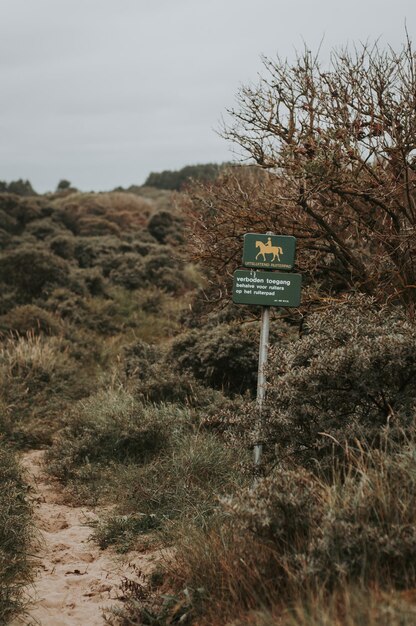 Zdjęcie nationalpark zuid-kennemerland ścieżka na polu