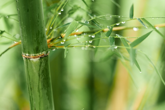 Natura bambusowe gałęzie z kroplami deszczu.