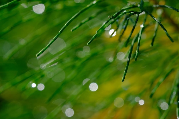 natura bokeh tło. poranna rosa na igłach sosnowych. niewyraźne tło. sosnowe liście jodły.