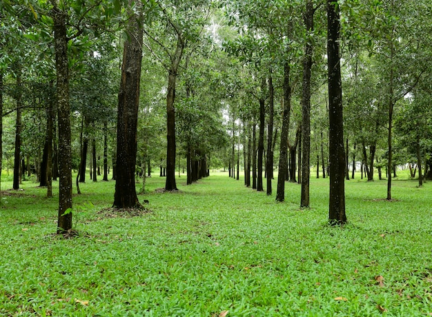 Natura, drzewa w zielonym lesie.