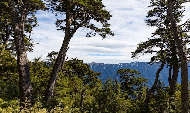 Natura, góry i lasy w Hehuanshan na Tajwanie