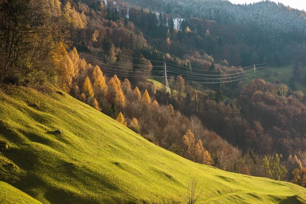 Zdjęcie natura gry cieni