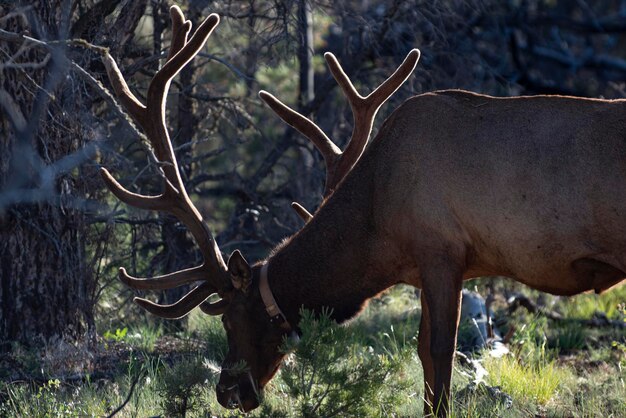 Natura Jeleń Płowy W Lesie Bambi Capreolus Whitetailed Młoda Sarna Piękna Przyroda Buck