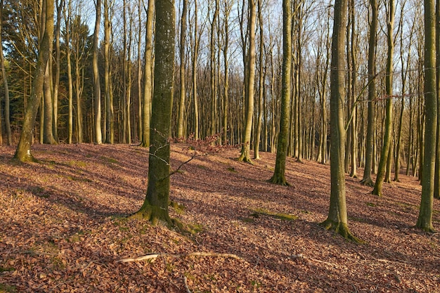 Natura kopia przestrzeń pni drzew jesienią lub zimą na tło lub tapetę Pusty i cichy krajobraz jesienny cienkich roślin w wiejskich lasach z brązowymi martwymi liśćmi na ziemi