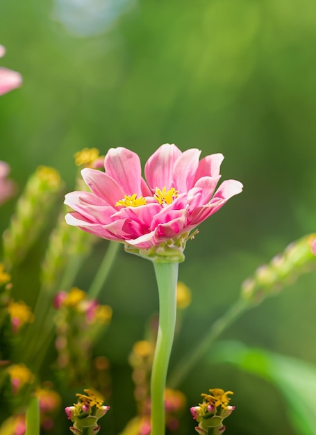 Natura kwiatów w ogrodzie przy użyciu jako okładki tła naturalnej flory tapety_ai_generated