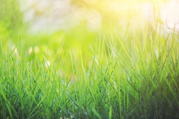 Natura liść zielony w ogrodzieKoncept organiczne liście zielone i czysta ekologia w letnim słońcu