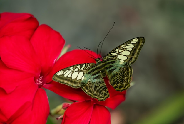 Natura motyla i kwiatu w ogrodzie Używanie jako tła Dzień motyli Strona tytułowa lub szablon banera Broszura Strona docelowa Projekt tapety