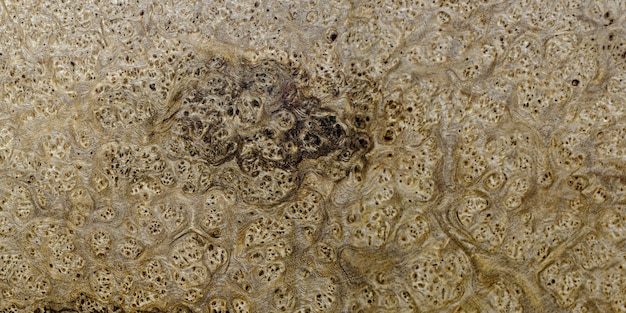 Zdjęcie natura orzech czeczota drewna paski tekstury tła