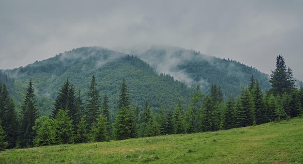 Natura panorama zielony las mgła górska chmura podróż