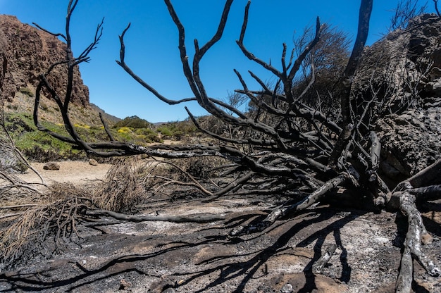 Natura po pożarze Czarny spalony krajobraz parku narodowego Teide Tenerife Wyspy Kanaryjskie Hiszpania Zniszczony przez pożar krzewy i brunchy Skały wulkaniczne pokryte popiołem Spalone gałęzie