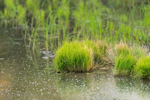 Natura pola ryżowego na polach ryżowych