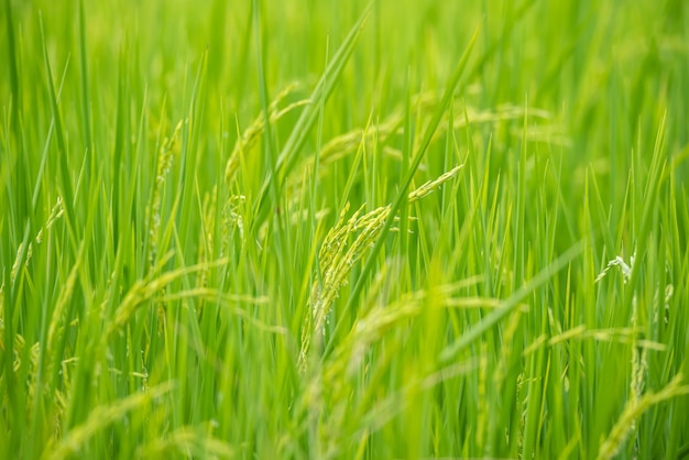 Natura ryżu pole na ryżowego irlandczyka zielonego koloru luksusowym dorośnięciu jest rolnictwem w Asia