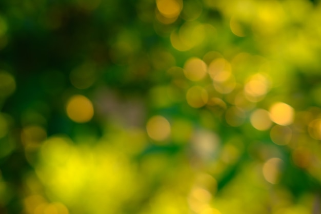 Natura streszczenie zielone i żółte złoto bokeh rozmazane tłoświatło słoneczne świecące na liście pod