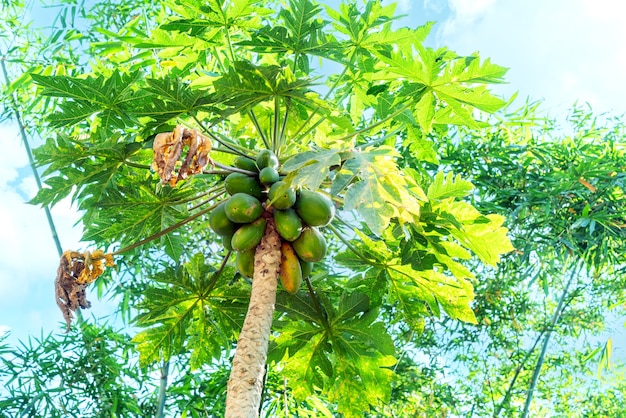 Natura świeża żółta papaja na drzewie z owocami