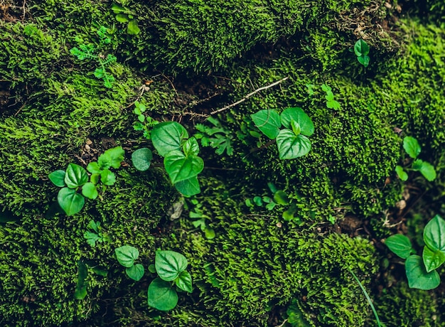 Natura Tekstura Kamienna ściana z zielenią