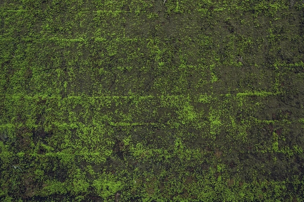 Natura Tekstura Kamienna ściana z zielenią