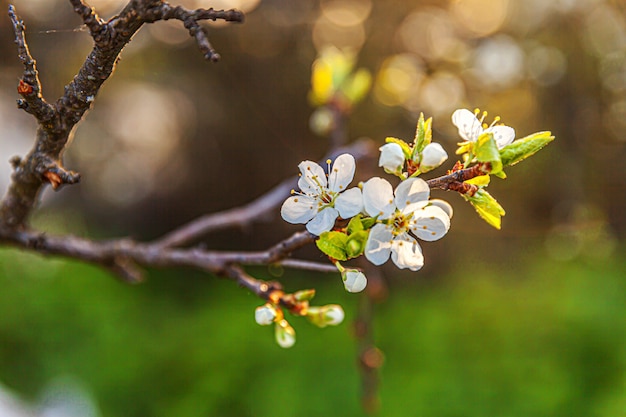 Natura tło z kwitnących drzew sakura w ogrodzie lub parku