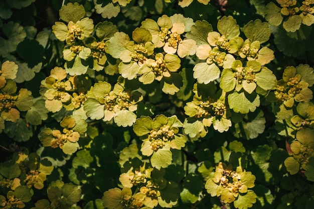 Natura Tło Z Zielonych Liści Tapeta Letnia Trawa