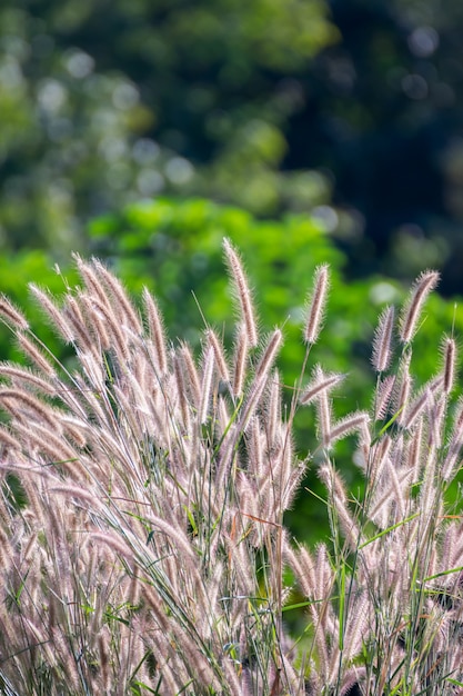 Natura trawy pole i kwiat trawa na łąkowym zielonego koloru luksusowym