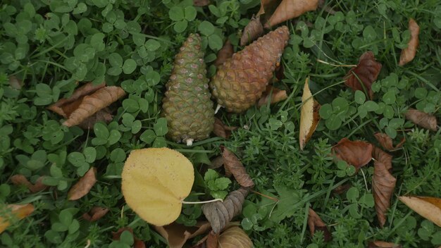 Zdjęcie natura w jesiennych drzewach i kolorowych liściach