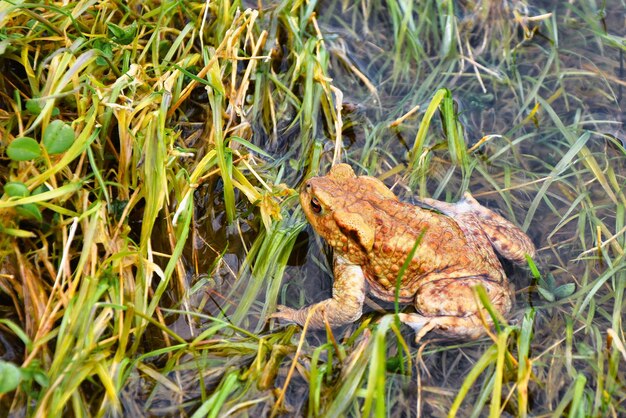 Zdjęcie natura w wiosennej żabie