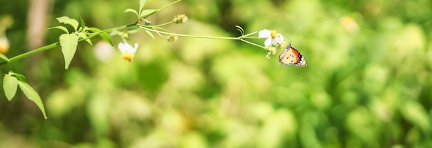 Natura Widok Piękny Pomarańczowy Motyl Na Zielonej Naturze Rozmazane Tło W Ogrodzie.