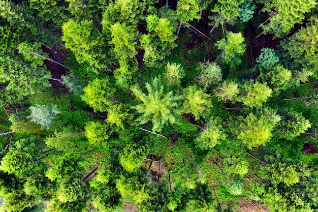 Natura Widok z lotu ptaka w letnim lesie Naturalny letni krajobraz z powietrza Krajobraz z drone
