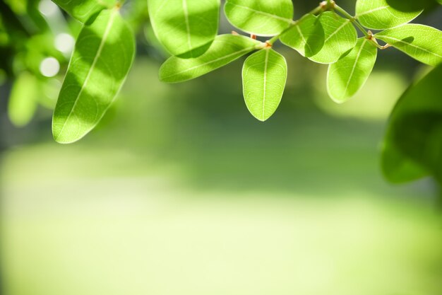 Zdjęcie natura widok zielony liść na tle niewyraźne zieleni pod światło słoneczne z bokeh