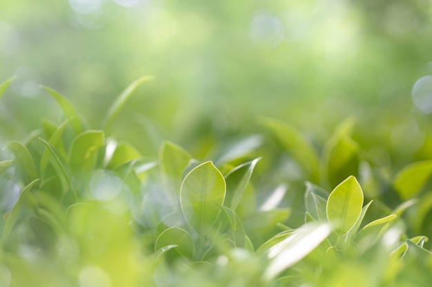 Natura Widok Zielony Liść W Ogródzie Przy Latem Pod światłem Słonecznym